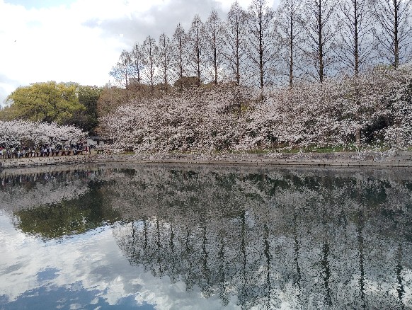 桜