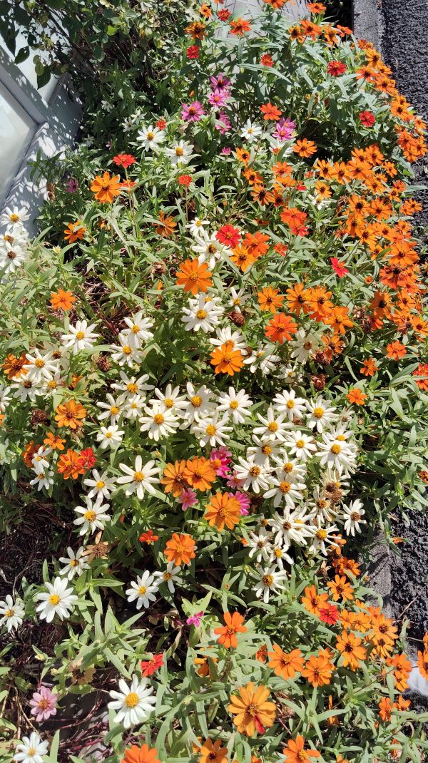 秋の花