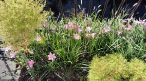 ピンクの花