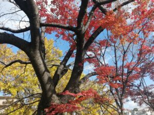 紅葉