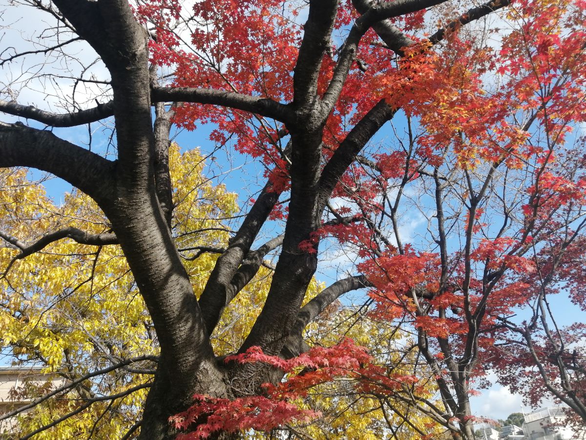 紅葉