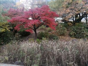 もみじの紅葉