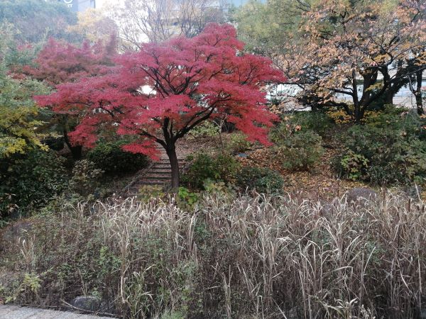 もみじの紅葉