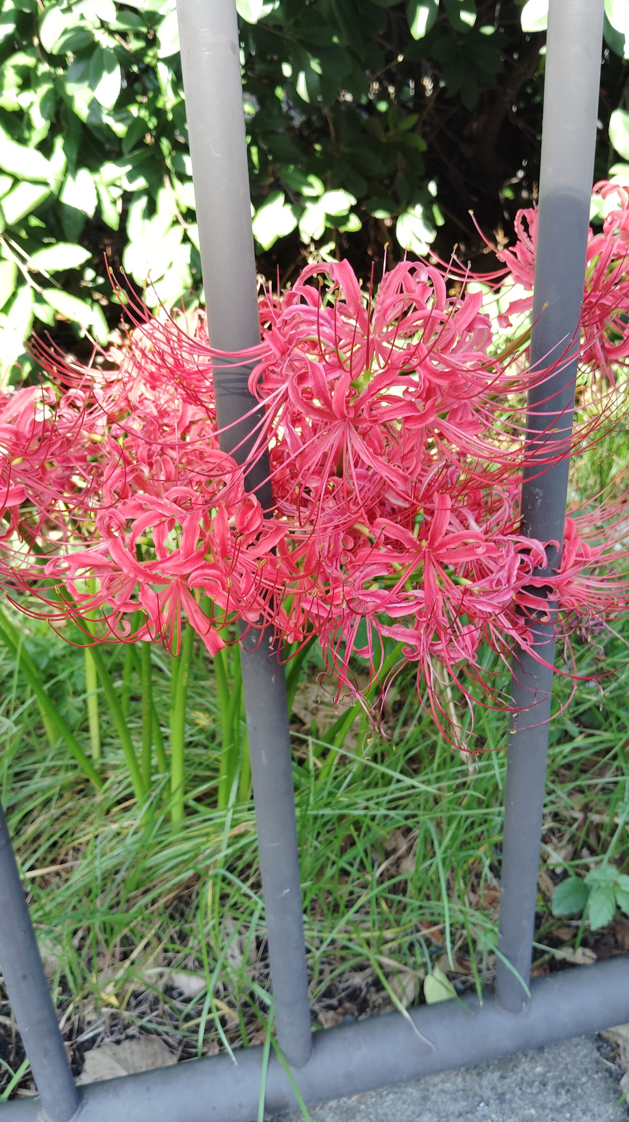 彼岸花