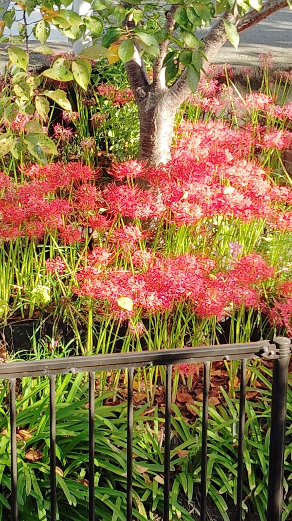 彼岸花