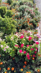 秋の花