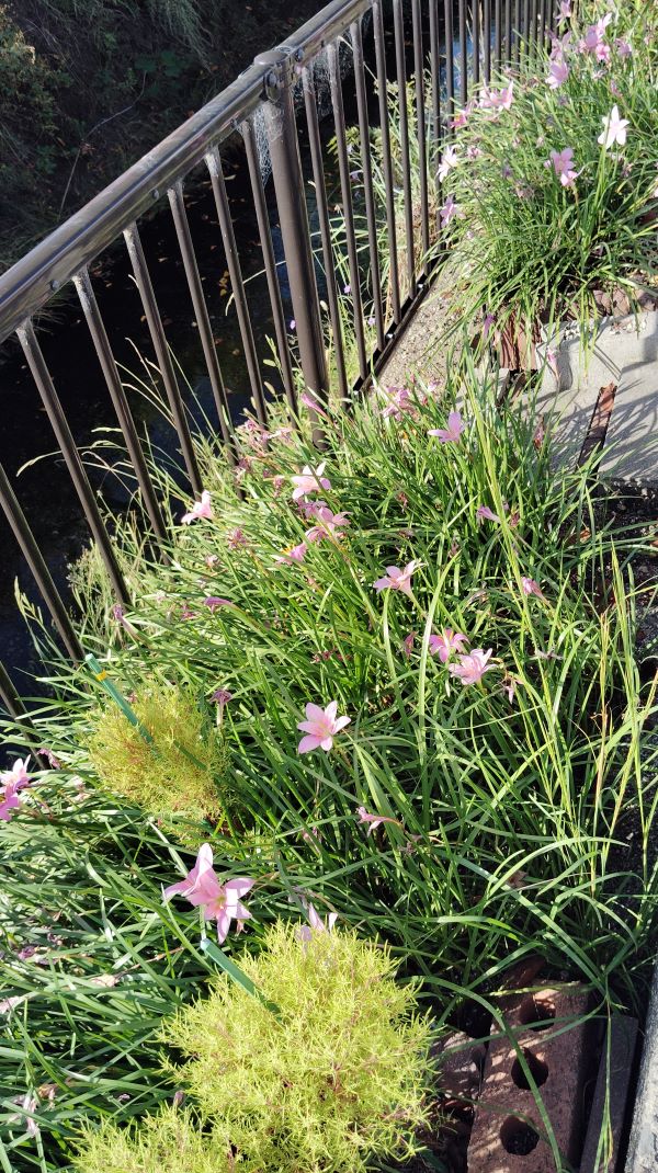 ピンクの花