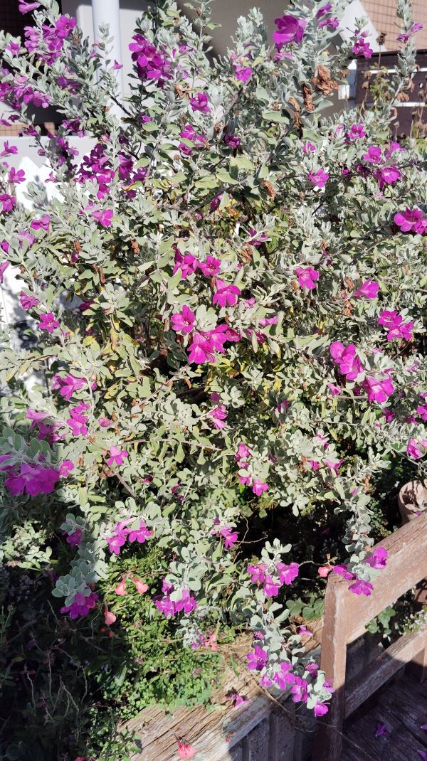 紫の花